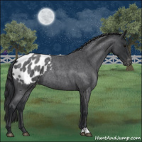 Horse Color:Blue Roan Appaloosa 