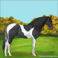 Horse Color:Blue Roan Tobiano Appaloosa 
