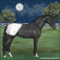 Horse Color:Blue Roan Appaloosa 