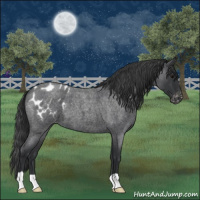 Horse Color:Blue Roan Blanket 