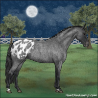 Horse Color:Blue Roan Appaloosa 
