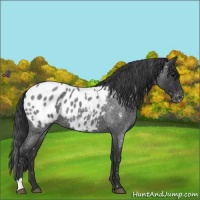 Horse Color:Blue Roan Appaloosa 
