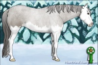 Horse Color:Smoky Blue Roan Splash 