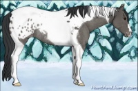 Horse Color:Black Tobiano Appaloosa Rabicano 