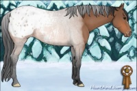 Horse Color:Bay Appaloosa 