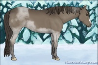 Horse Color:Smoky Black 