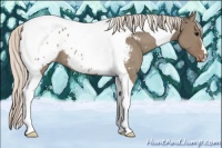 Horse Color:Silver Grullo Tobiano Appaloosa 
