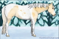 Horse Color:Palomino Tobiano 