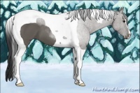 Horse Color:Black Tobiano