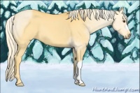 Horse Color:Palomino