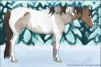 Horse Color:Smoky Black Tobiano 