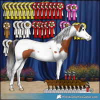 Horse Color:Bay Splash Tobiano Rabicano 