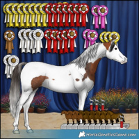 Horse Color:Bay Splash Tobiano Rabicano