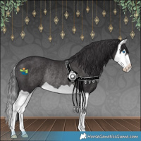 Horse Color:Smoky Black Splash Rabicano