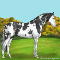 Horse Color:White Spotted Blue Roan Splash Appaloosa 