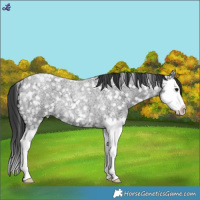 Horse Color:Blue Roan Splash Snowflake Varnish 