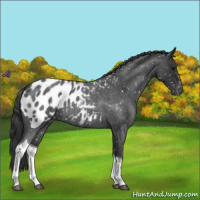 Horse Color:Blue Roan Tobiano Near Leopard 