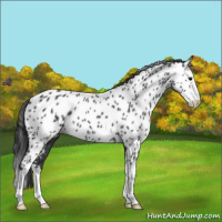 Horse Color:Blue Roan Splash Appaloosa 