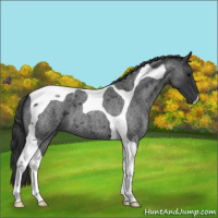 Horse Color:Blue Roan Tobiano 