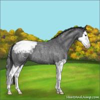 Horse Color:Blue Roan Splash Snowcap 