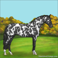 Horse Color:Blue Roan Near Leopard 