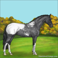 Horse Color:Blue Roan Snowcap 