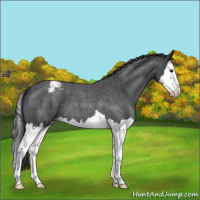 Horse Color:Blue Roan Splash Varnish 