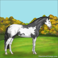 Horse Color:Blue Roan Splash Frame Snowcap 