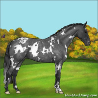 Horse Color:White Spotted Blue Roan Varnish 