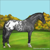 Horse Color:Blue Roan Appaloosa 