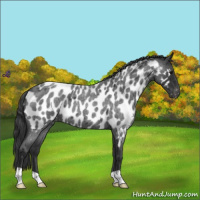 Horse Color:Blue Roan Near Leopard 