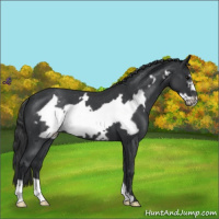 Horse Color:Blue Roan Frame Varnish 