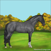 Horse Color:Blue Roan Appaloosa 
