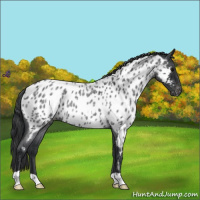 Horse Color:Blue Roan Near Leopard 