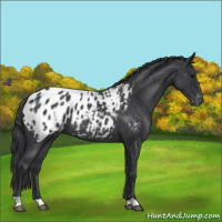 Horse Color:Blue Roan Appaloosa 
