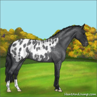 Horse Color:Blue Roan Blanket 