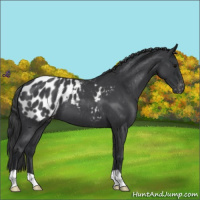 Horse Color:Blue Roan Appaloosa 