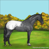 Horse Color:Blue Roan Snowcap 