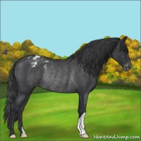 Horse Color:Blue Roan Varnish Rabicano 