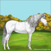 Horse Color:White Spotted Blue Roan Splash Appaloosa 