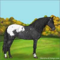Horse Color:Blue Roan Appaloosa Rabicano