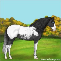 Horse Color:Blue Roan Splash Near Fewspot Rabicano 