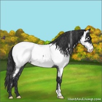 Horse Color:Blue Roan Near Fewspot 