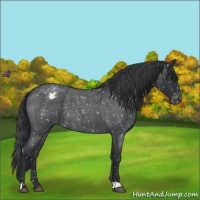 Horse Color:Blue Roan Snowflake Varnish 