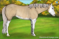 Horse Color:Silver Bay Dun Splash Rabicano 