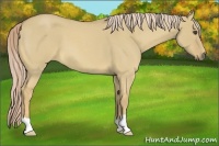 Horse Color:Palomino Roan Dun 