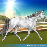Horse Color:Blue Roan Snowflake Varnish