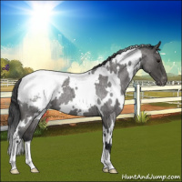 Horse Color:White Spotted Blue Roan Appaloosa 