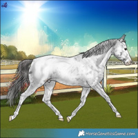 Horse Color:Blue Roan Snowcap 