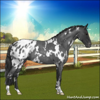 Horse Color:White Spotted Blue Roan Varnish 
